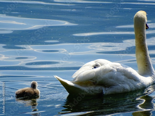 Fototapeta Naklejka Na Ścianę i Meble -  Swan with her babies in the lake! 
