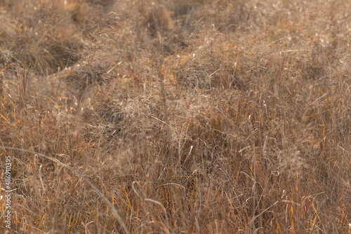 A closeup shot of a grass in a field by autumn day