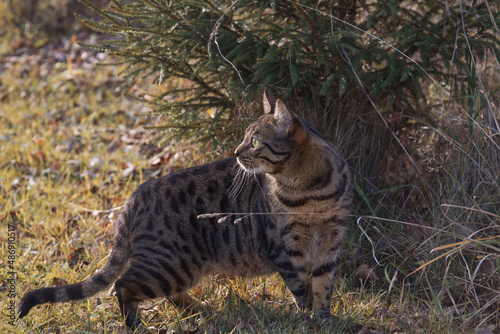 A leopard cat in the sunlight in a grass by autumn day