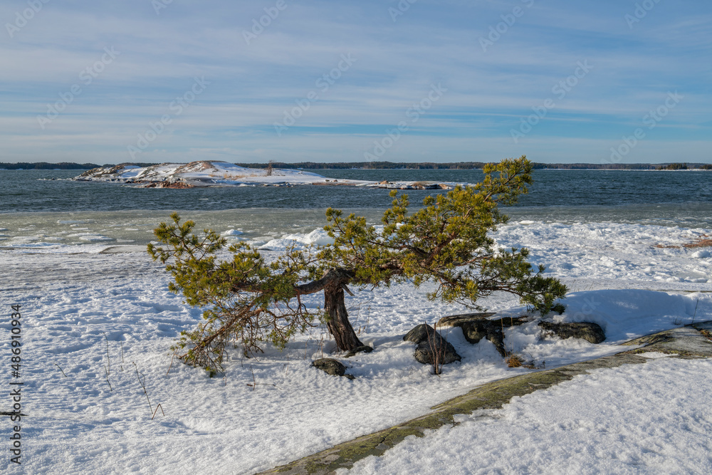 Pine tree on the shore and frozen Gulf of Finland on the background, Kopparnas, Inkoo, Finland