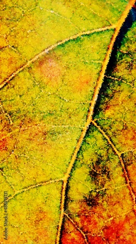 Close up of an autumn colored leaf Impressionf