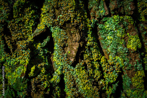 Εκτύπωση καμβά Background image of tree bark with lichen