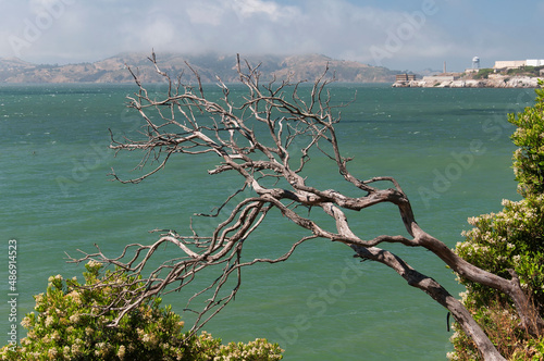dead branch san francisco bay landscape
