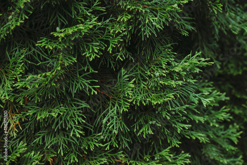 Green thuja branches. Thuja green branch close-up. Against the backdrop of greenery. 