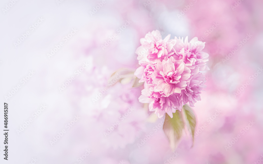 Blooming pink sakura in spring. Japanese cherry flowers close-up. Blooming pink sakura in spring. Japanese cherry flowers close-up.