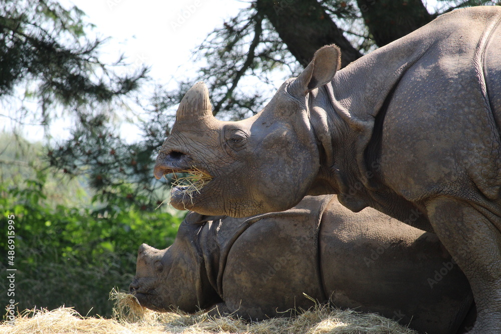 Naklejka premium Eating Rhino