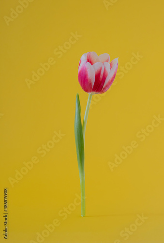 fresh pink tulip with shadow against yellow background. surreal modern abstract gardening easter art.