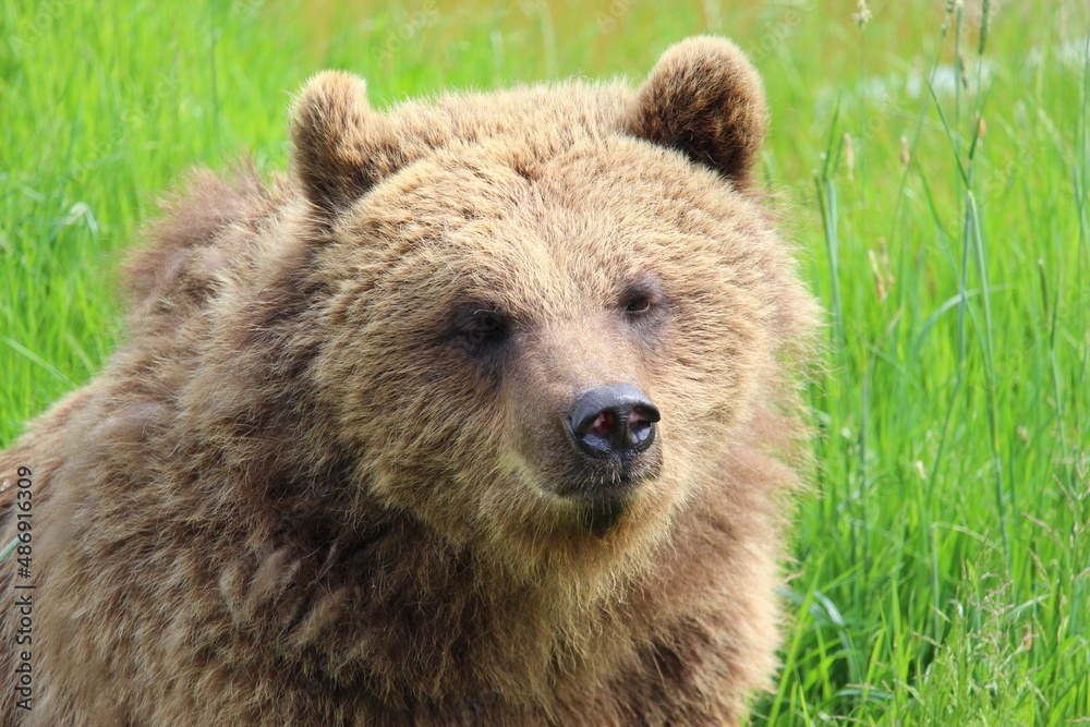 Obraz premium brown bear portrait