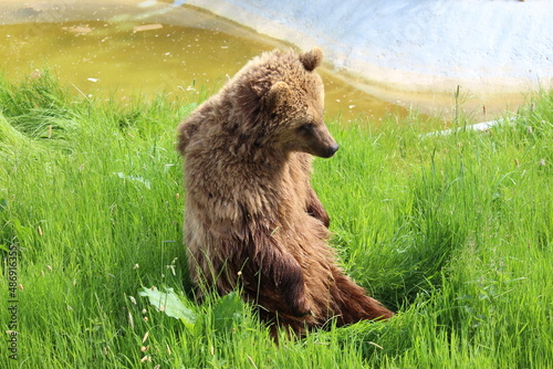 Brown Bear sat up