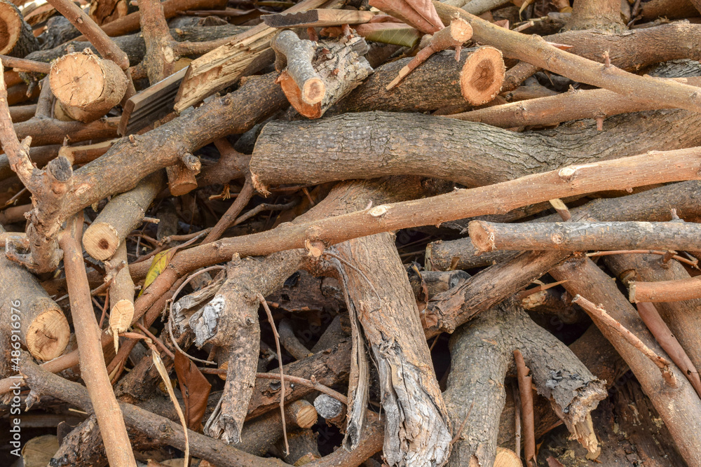 Sawn tree trunks are dried in the sun in summer. Sawn tree trunks are dried in the sun in summer.