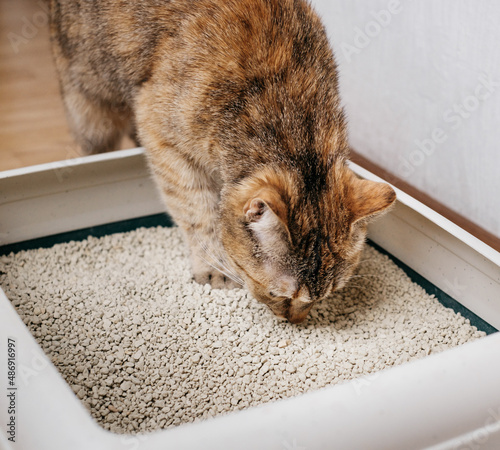 Close-up of a domestic cat sniffing a bulk litter.