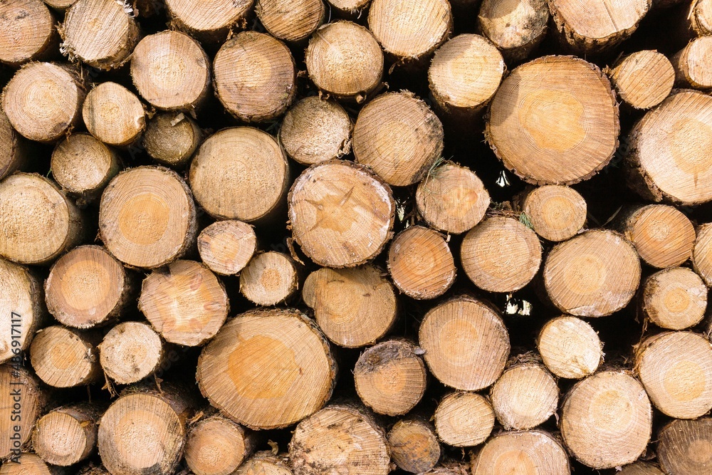 A stack of freshly cut wooden timber logs in various sizes A stack of freshly cut wooden timber logs in various sizes