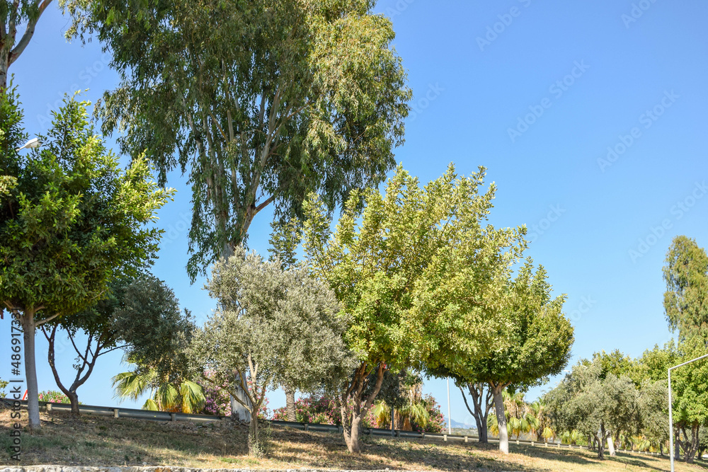 Obraz premium Trees grow along a road in Turkey on a hot sunny day.