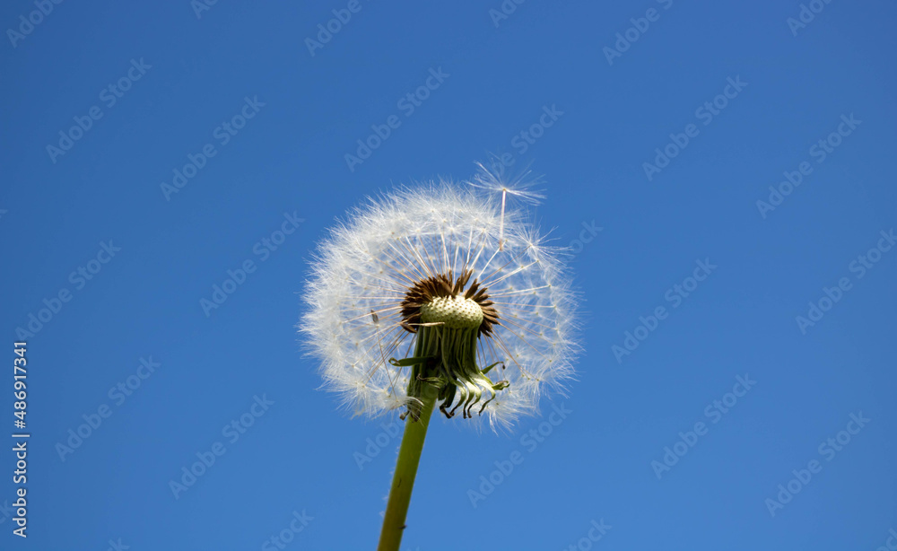 A dandelion with seeds blown away by the wind across a clear blue sky A dandelion with seeds blown away by the wind across a clear blue sky