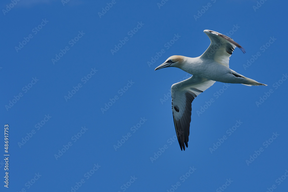 Obraz premium Majestueux