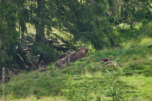 european bison  Wisent  Bos bonasus  grazing on meadow