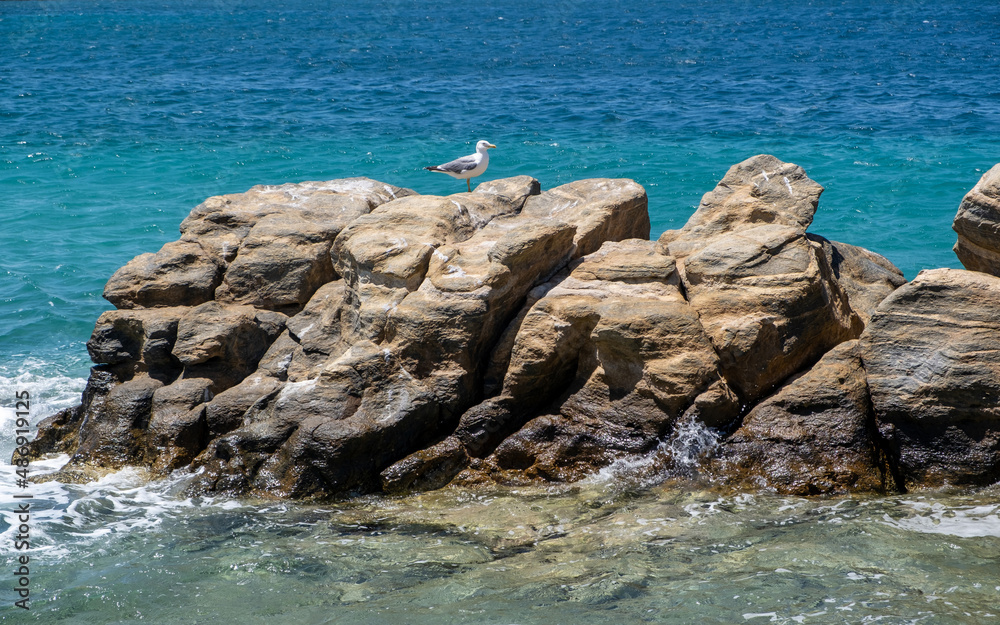 Sea gull rest on a rock near the coast, wavy sea background. Aegean sea, Greek island