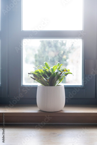 Flower pot on a wooden window sill  blur glass pane background  vertical