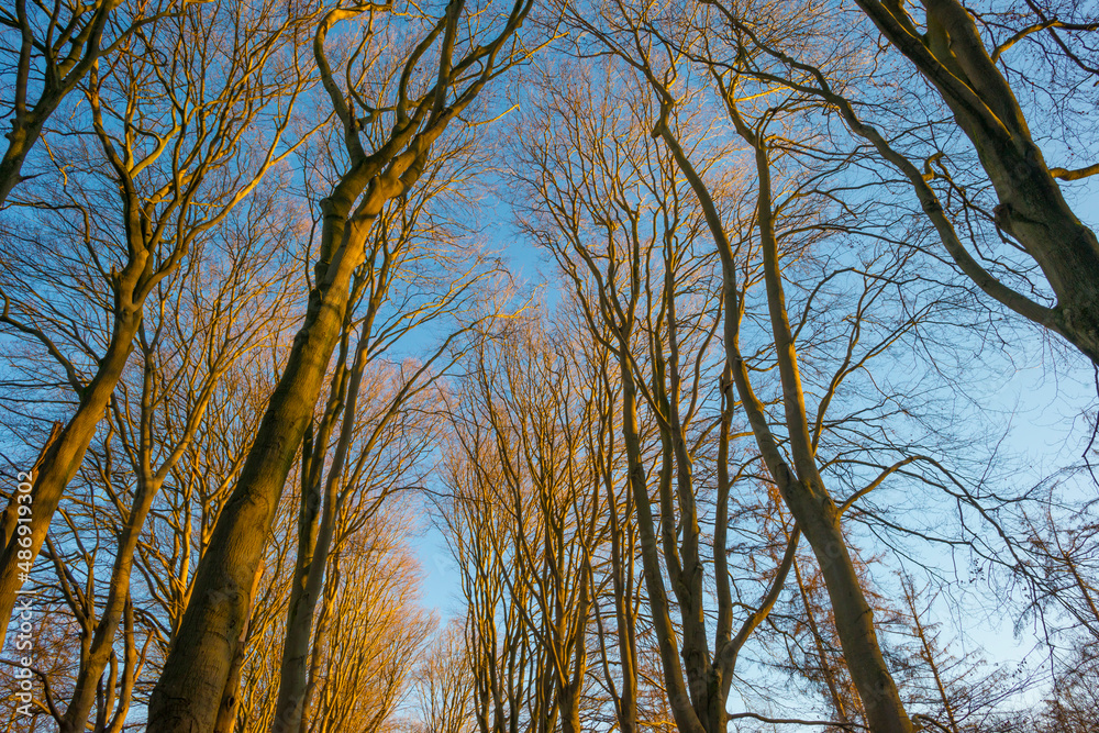 Fototapeta premium Trees in a colorful forest in bright sunlight in winter, Lage Vuursche, Utrecht, The Netherlands, February, 2021