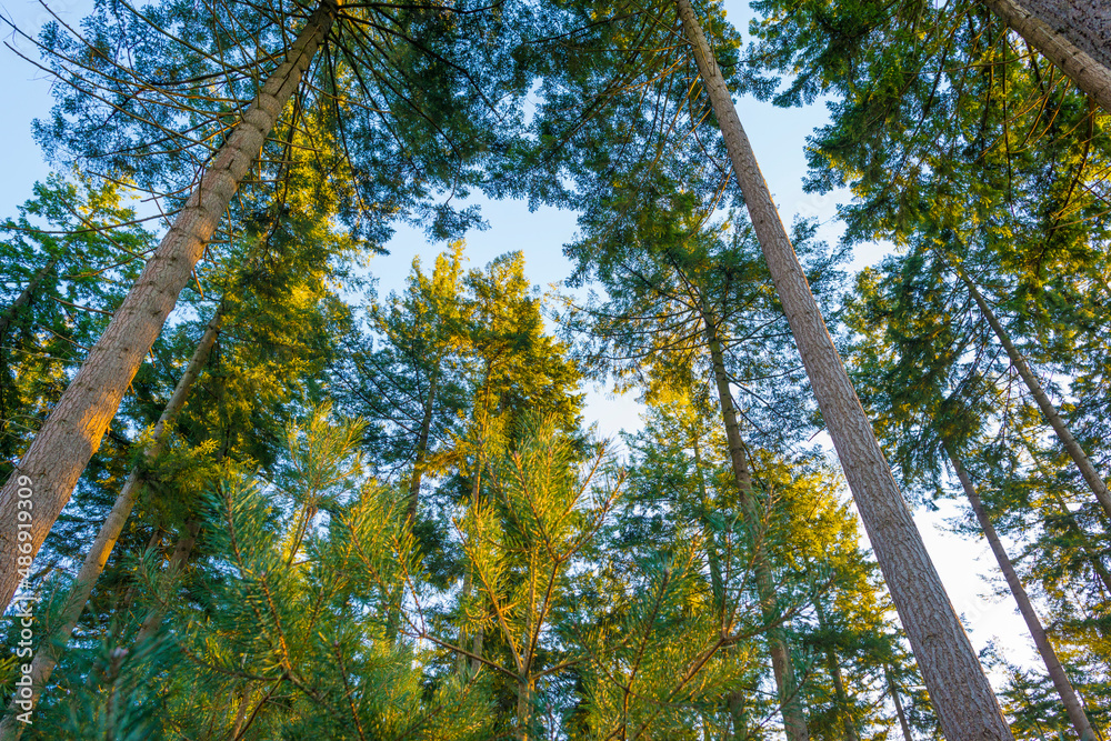 Fototapeta premium Trees in a colorful forest in bright sunlight in winter, Lage Vuursche, Utrecht, The Netherlands, February, 2021