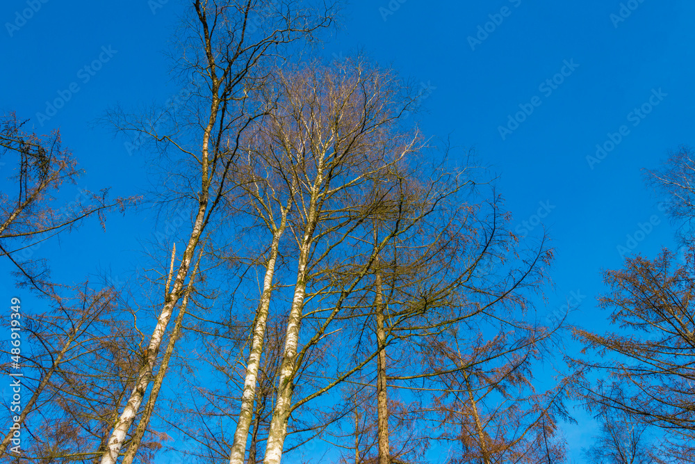 Trees in a colorful forest in bright sunlight in winter, Lage Vuursche, Utrecht, The Netherlands, February, 2021