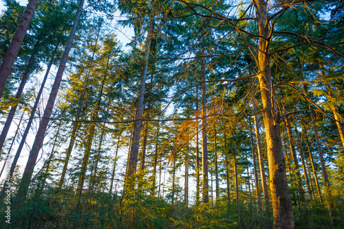 Trees in a colorful forest in bright sunlight in winter, Lage Vuursche, Utrecht, The Netherlands, February, 2021