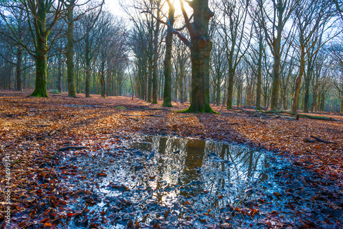 Trees in a colorful forest in bright sunlight in winter, Lage Vuursche, Utrecht, The Netherlands, February, 2021 photo