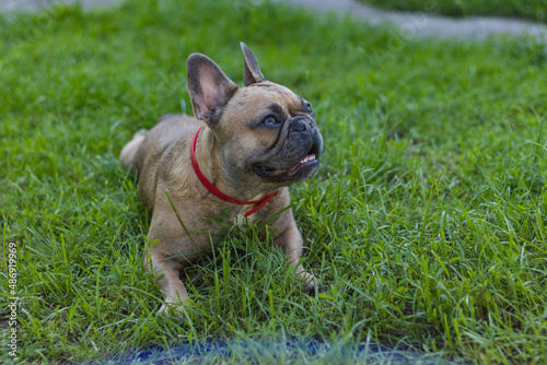 Cute French bulldog girl resting in grass. Summer in countryside