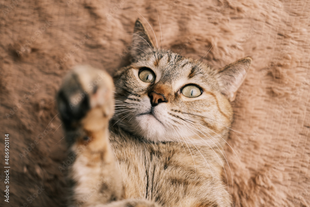 A playful ginder domestic cat lies belly up on a plaid.