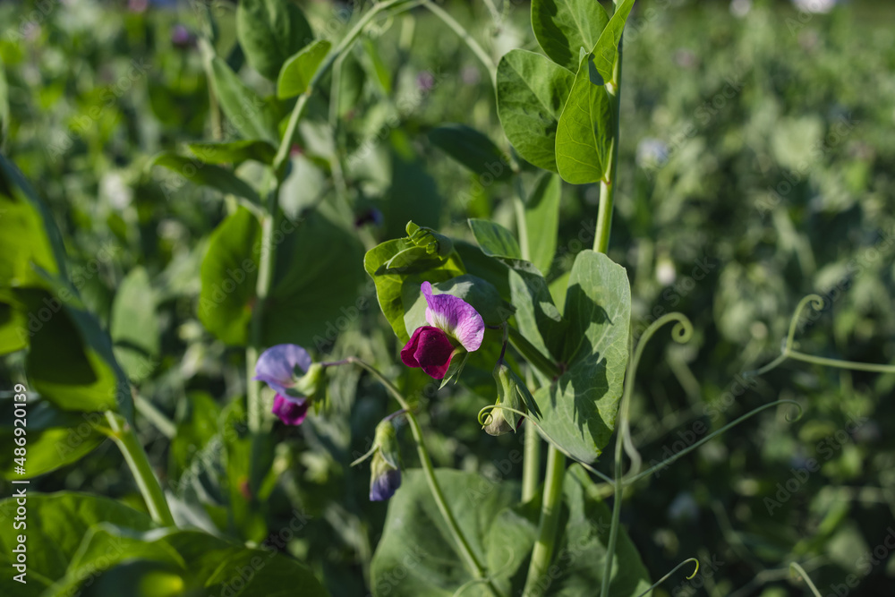 Summer Flowering Home Grown Organic Pea Plants. Growing up a Hazel Stick Wigwam on an Allotment in a Vegetable Garden in Rural region Summer Flowering Home Grown Organic Pea Plants. Growing up a Hazel Stick Wigwam on an Allotment in a Vegetable Garden in Rural region
