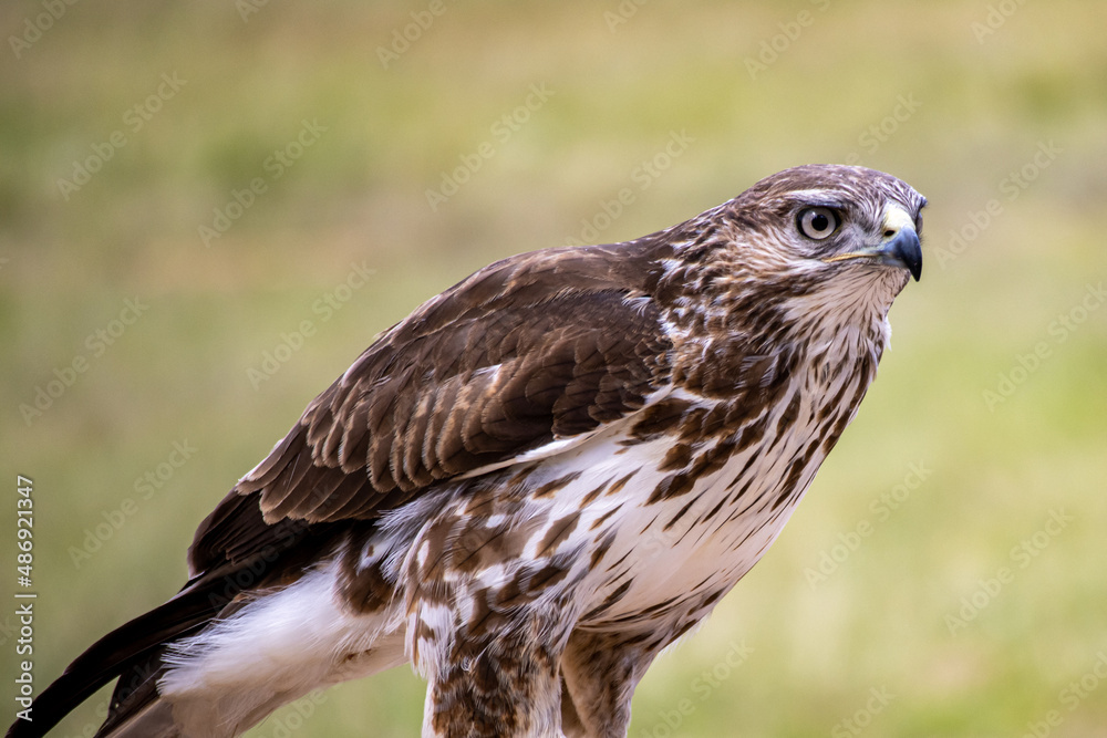 Fototapeta premium Hawk Eagle in South Africa