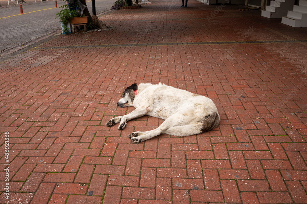 Fototapeta premium Strassen Hund.