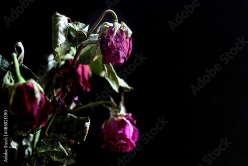 Trauer und Vergänglichkeit - welkende rote Rosen vor dunklem Hintergrund mit copy space photo