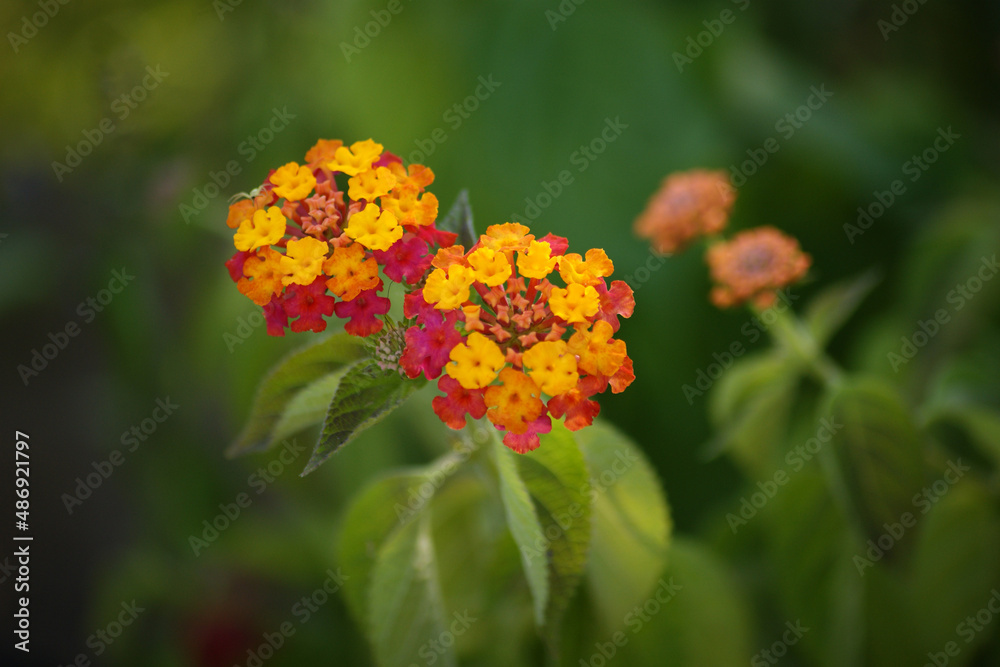 lantana with small petals and various colors. lantana with small petals and various colors.