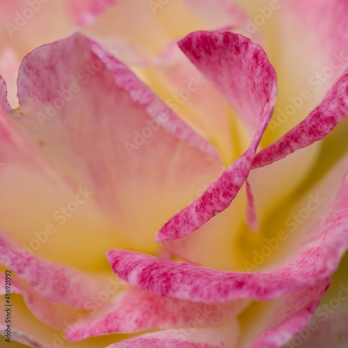 Fototapeta Naklejka Na Ścianę i Meble -  Close up of an pink rose flower with petals blooming as a texture and background

