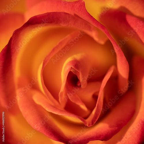 Close up abstract macro image of red and orange rose petals as background