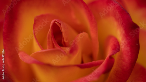 Close up abstract macro image of red and orange rose petals as background