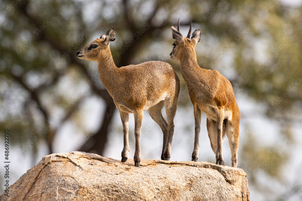 Or otrague Klipspringer Oreotragus Oreotragus Stock Photo Adobe Stock