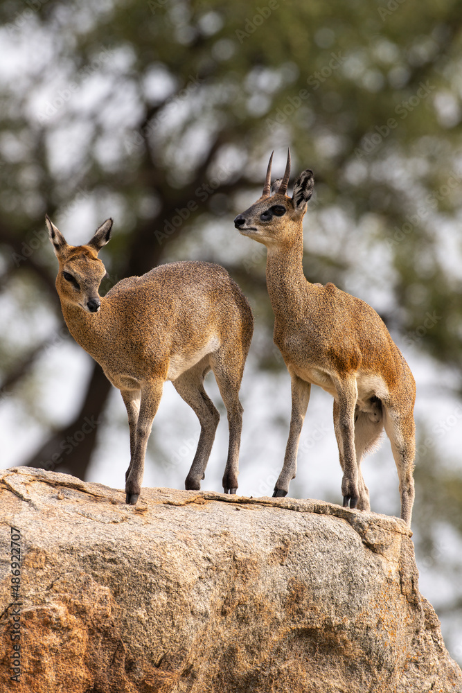 Fototapeta premium Oréotrague, klipspringer, Oreotragus oreotragus
