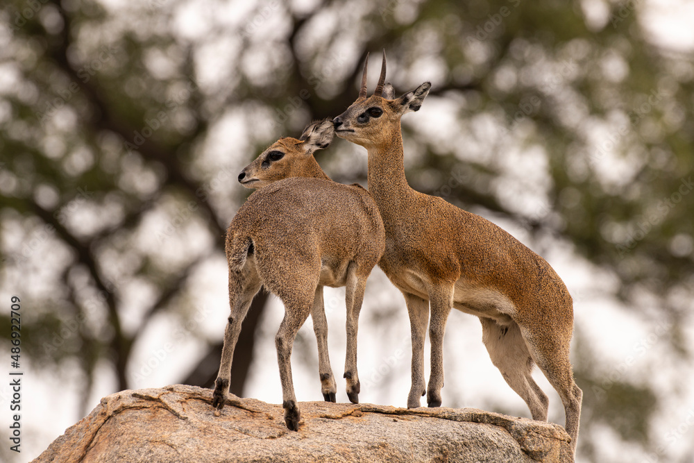 Fototapeta premium Oréotrague, klipspringer, Oreotragus oreotragus