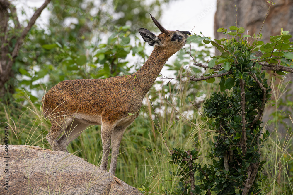 Oréotrague, klipspringer, Oreotragus oreotragus Oréotrague, klipspringer, Oreotragus oreotragus