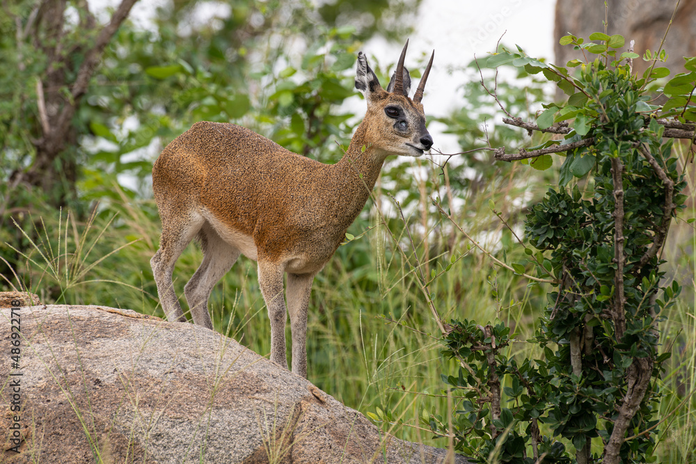 Oréotrague, klipspringer, Oreotragus oreotragus Oréotrague, klipspringer, Oreotragus oreotragus