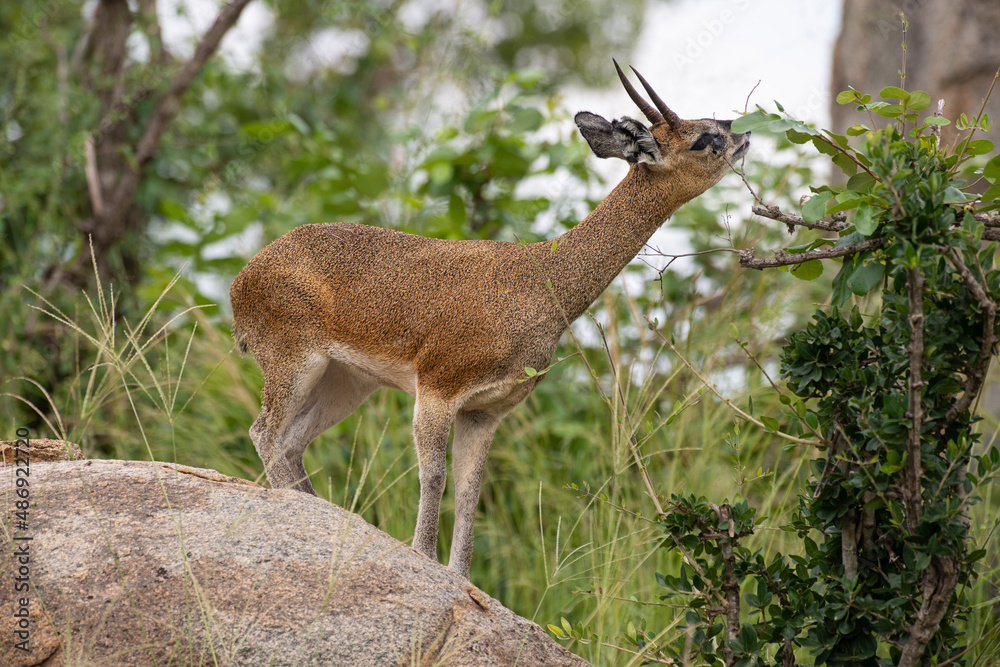 Oréotrague, klipspringer, Oreotragus oreotragus Oréotrague, klipspringer, Oreotragus oreotragus