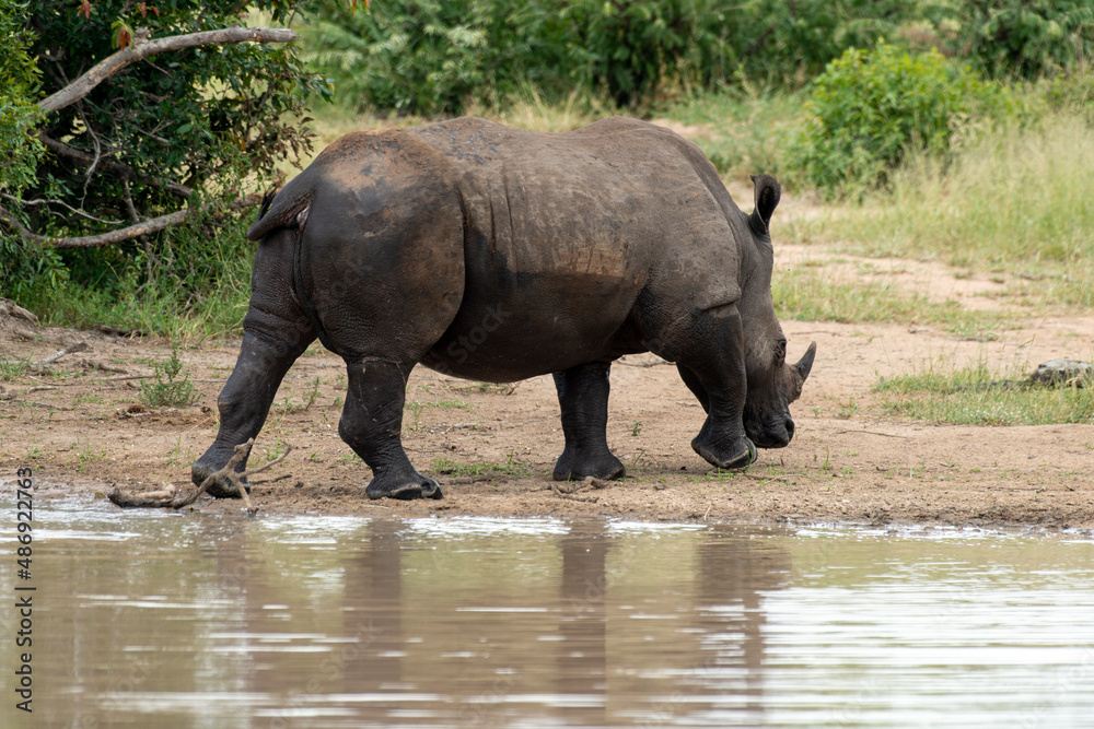 Rhinocéros blanc, white rhino, Ceratotherium simum, Parc national Kruger, Afrique du Sud Rhinocéros blanc, white rhino, Ceratotherium simum, Parc national Kruger, Afrique du Sud