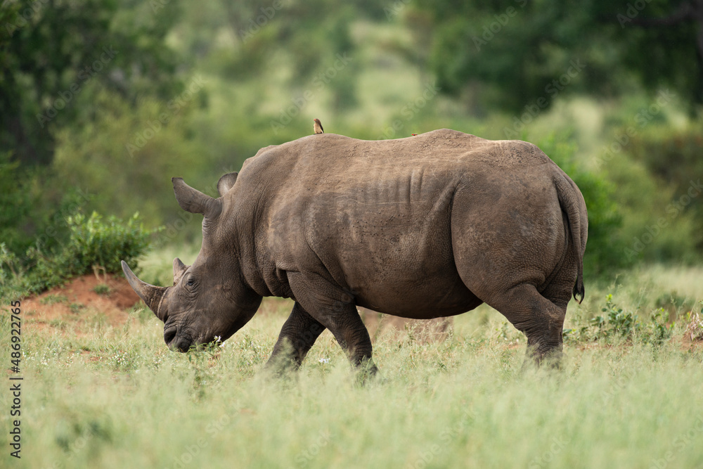 Rhinocéros blanc, white rhino, Ceratotherium simum, Parc national Kruger, Afrique du Sud Rhinocéros blanc, white rhino, Ceratotherium simum, Parc national Kruger, Afrique du Sud
