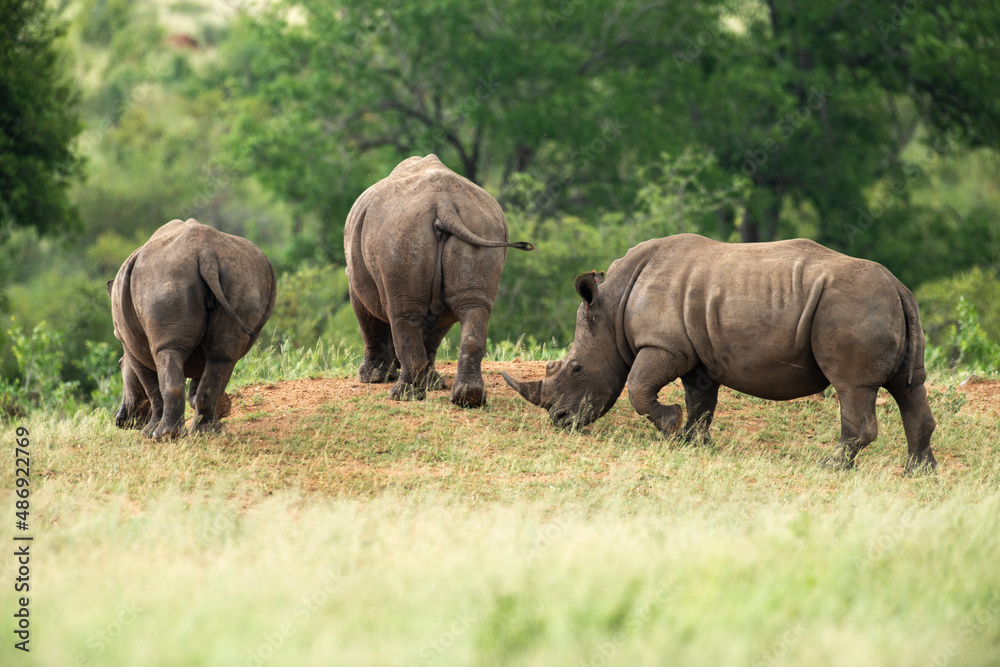 Rhinocéros blanc, white rhino, Ceratotherium simum, Parc national Kruger, Afrique du Sud Rhinocéros blanc, white rhino, Ceratotherium simum, Parc national Kruger, Afrique du Sud