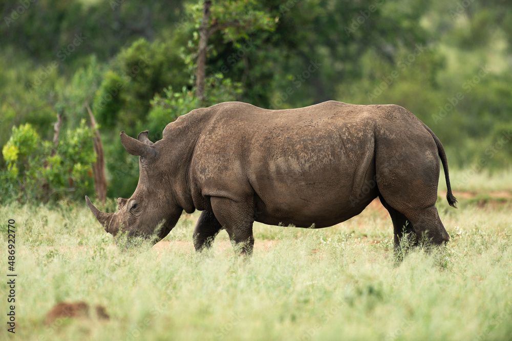 Rhinocéros blanc, white rhino, Ceratotherium simum, Parc national Kruger, Afrique du Sud Rhinocéros blanc, white rhino, Ceratotherium simum, Parc national Kruger, Afrique du Sud