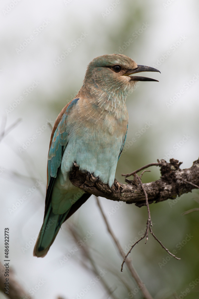Fototapeta premium Rollier d'Europe,.Coracias garrulus, European Roller