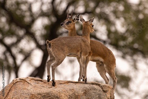 Oréotrague, klipspringer, Oreotragus oreotragus