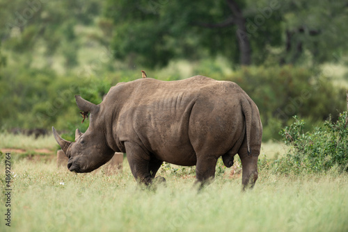 Rhinoc  ros blanc  white rhino  Ceratotherium simum  Parc national Kruger  Afrique du Sud